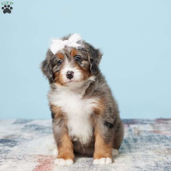 Beauty, Mini Bernedoodle Puppy